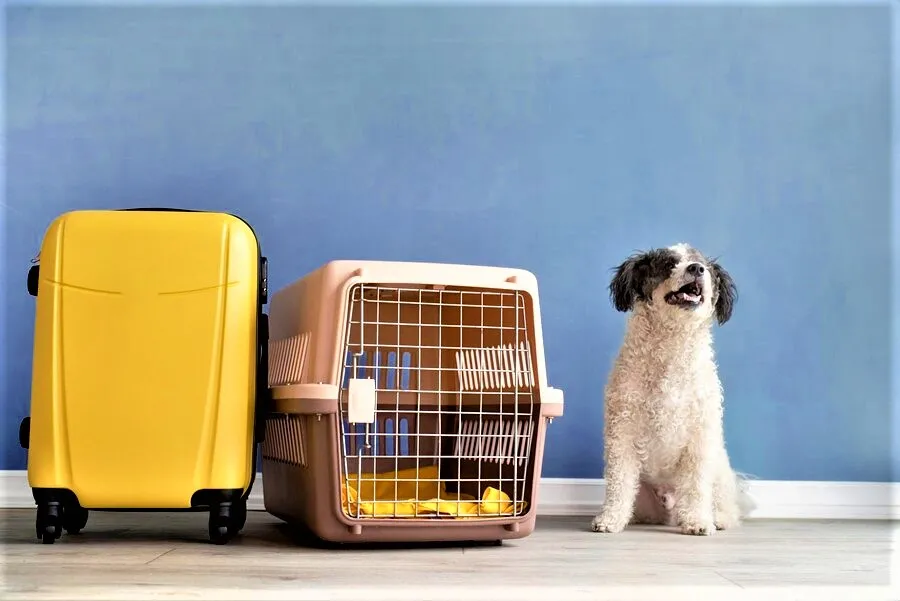 Secure Relocation Packers and Movers